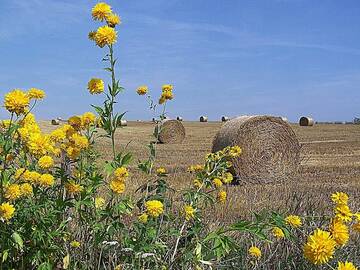 Фото Фермерские дома Agroturystyka u Krakusa г. Doboszowice 1